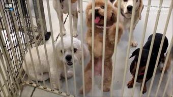 摇尾狗,忠诚与背叛的动物寓言